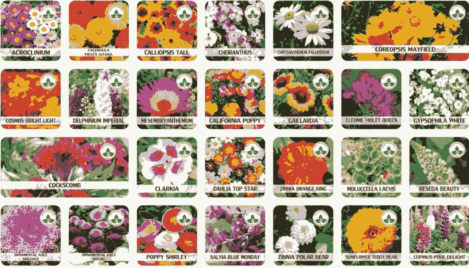 Varieties of Flower Seeds (Pack of 100) – aditiglobalhub